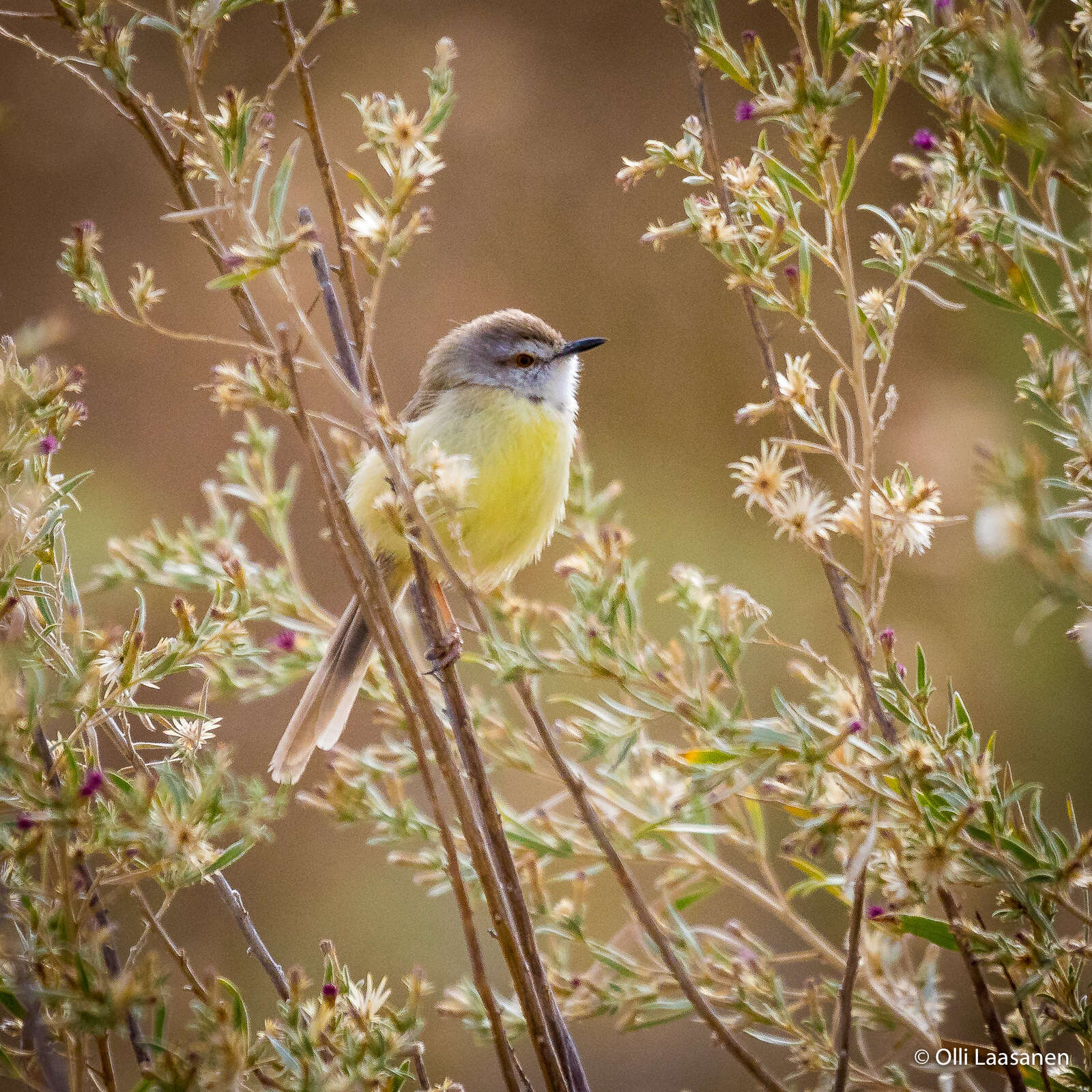 Image of Prinia flavicans nubilosa Clancey 1957