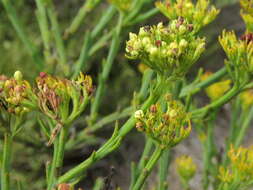 Image of Thesium strictum P. J. Berg.