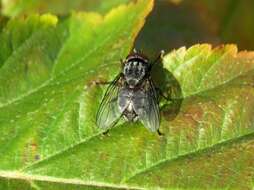 Image of House fly