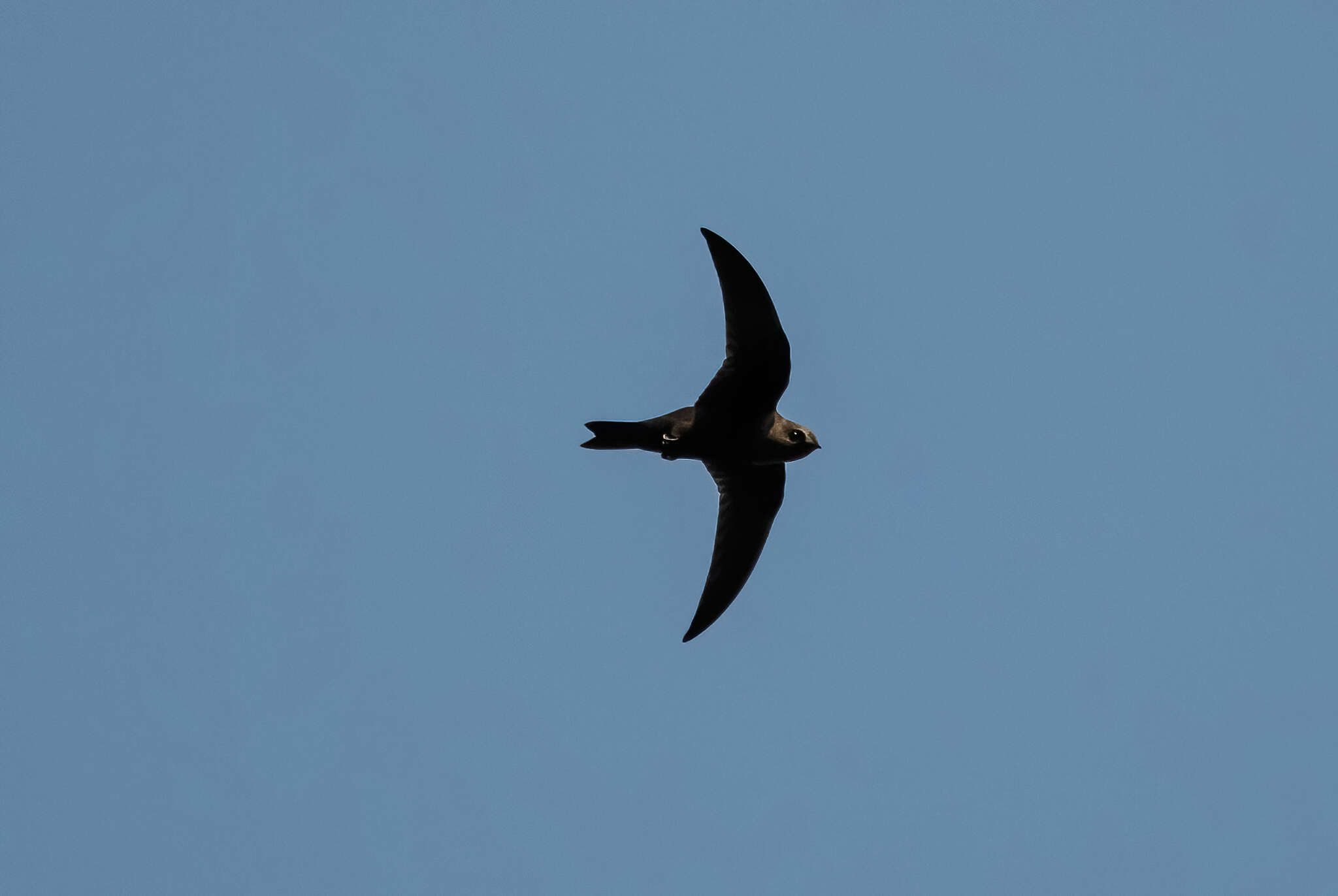 Image of American Black Swift