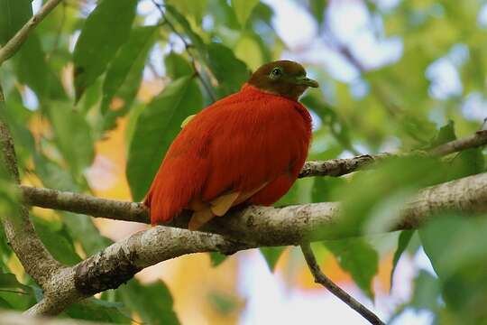 Image of Orange Dove