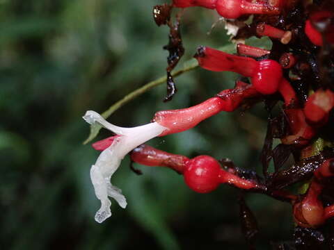 Image of Renealmia sessilifolia Gagnep.