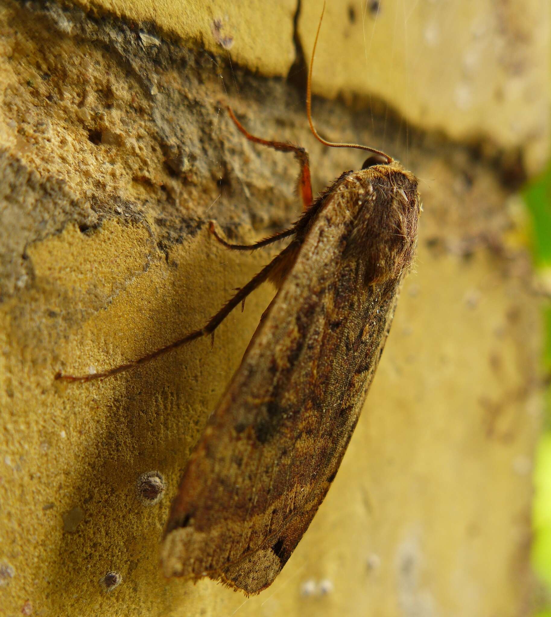 Image of Large Yellow Underwing