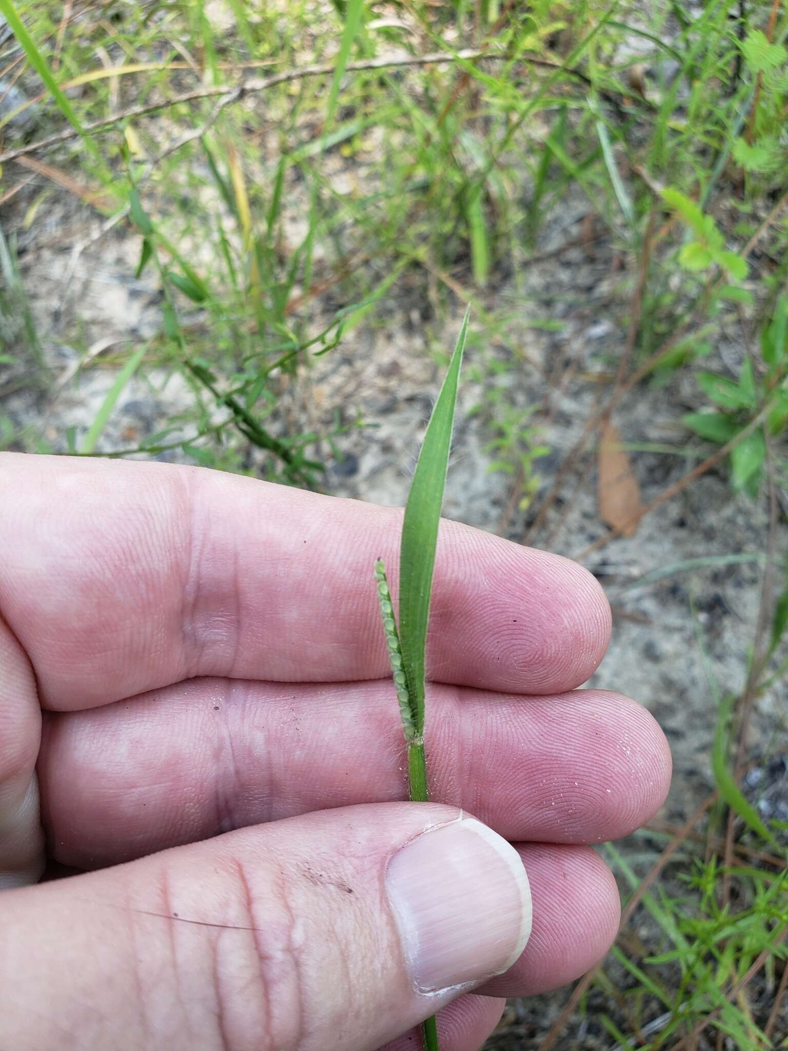 Image of thin paspalum