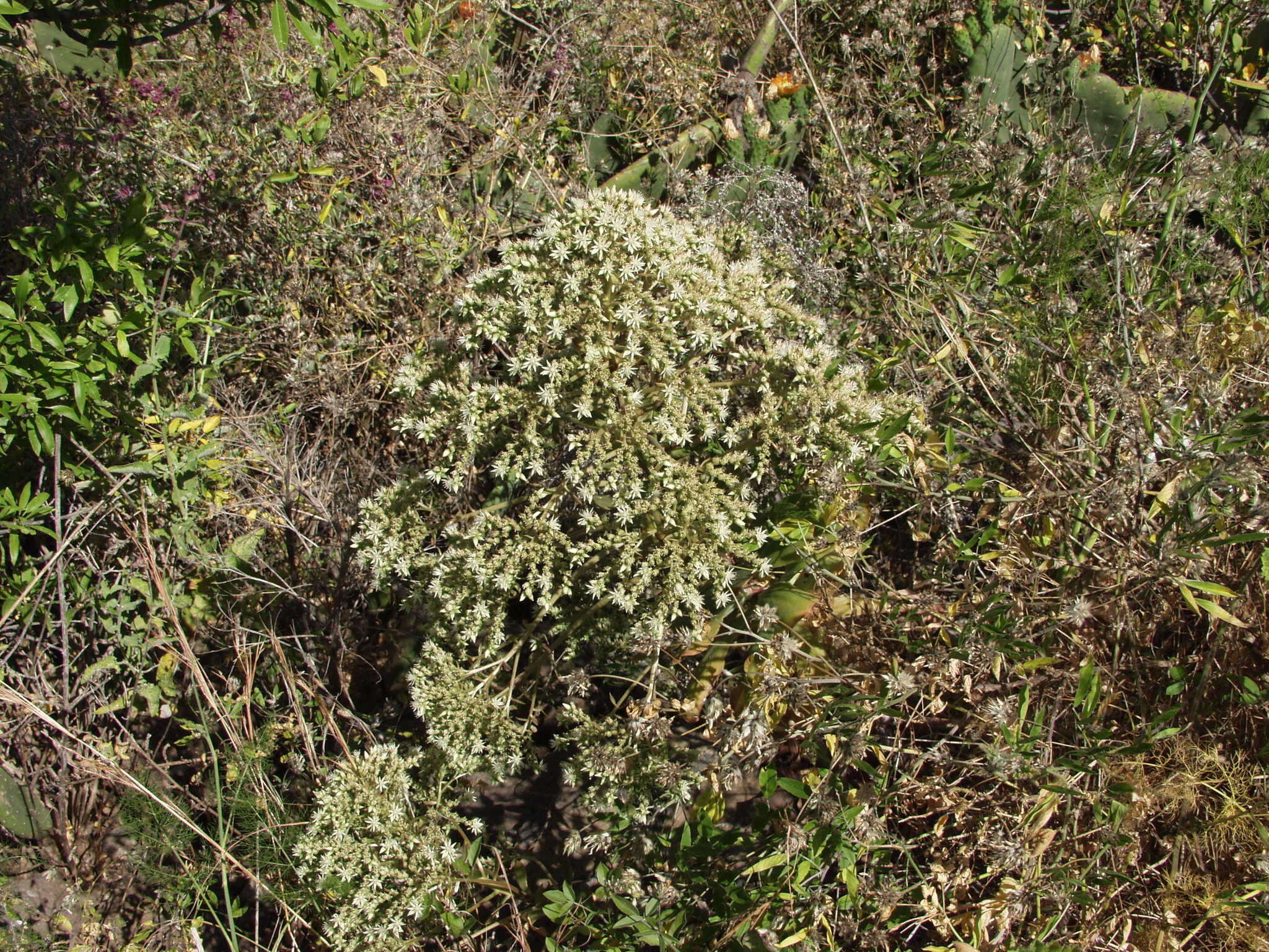 Image of Aeonium hierrense (Murr.) J. Pitard & L. Proust