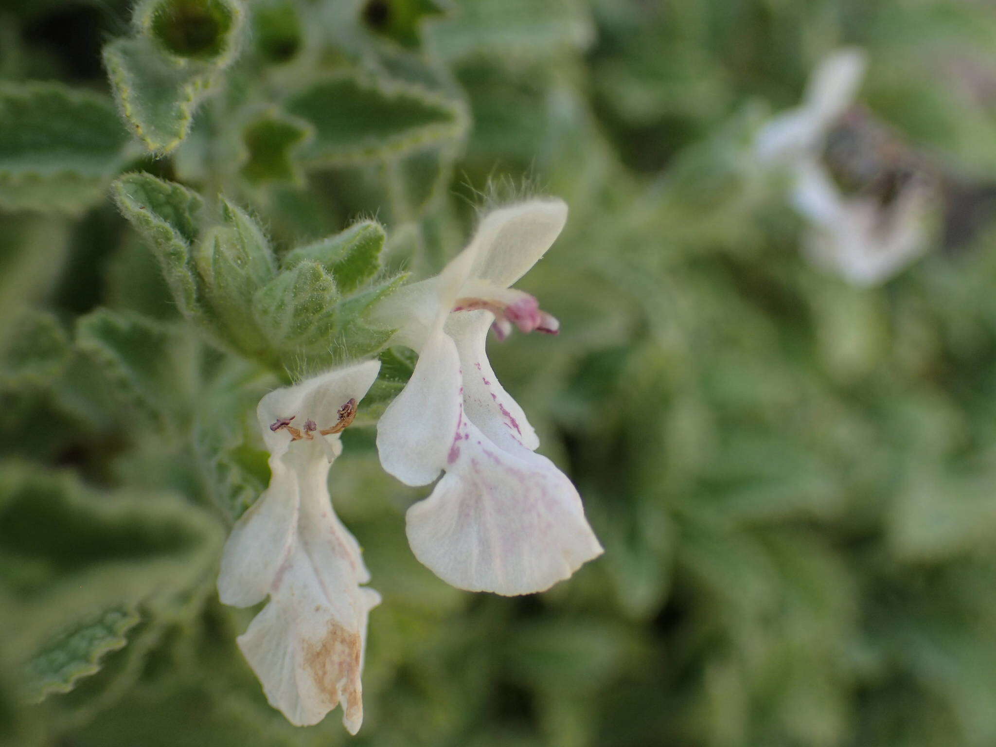 Слика од Stachys swainsonii Benth.