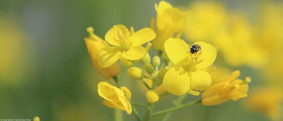 Plancia ëd Brassica rapa L.