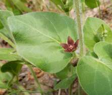 Sivun Matelea cynanchoides (Engelm.) R. E. Woodson kuva