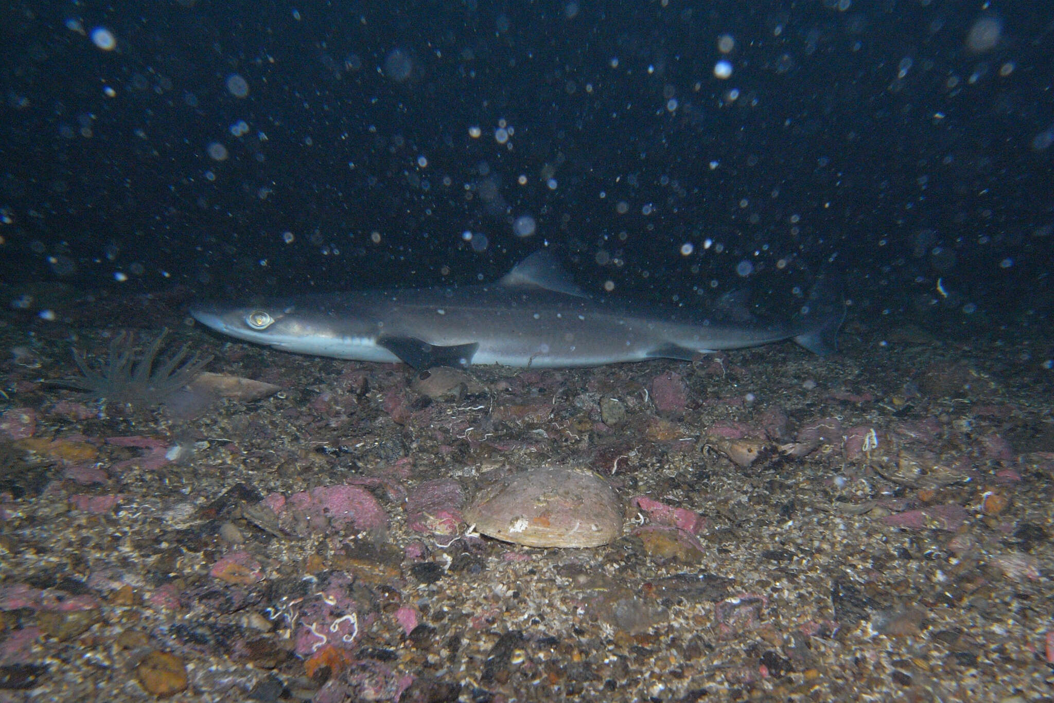 Image of Cape Shark