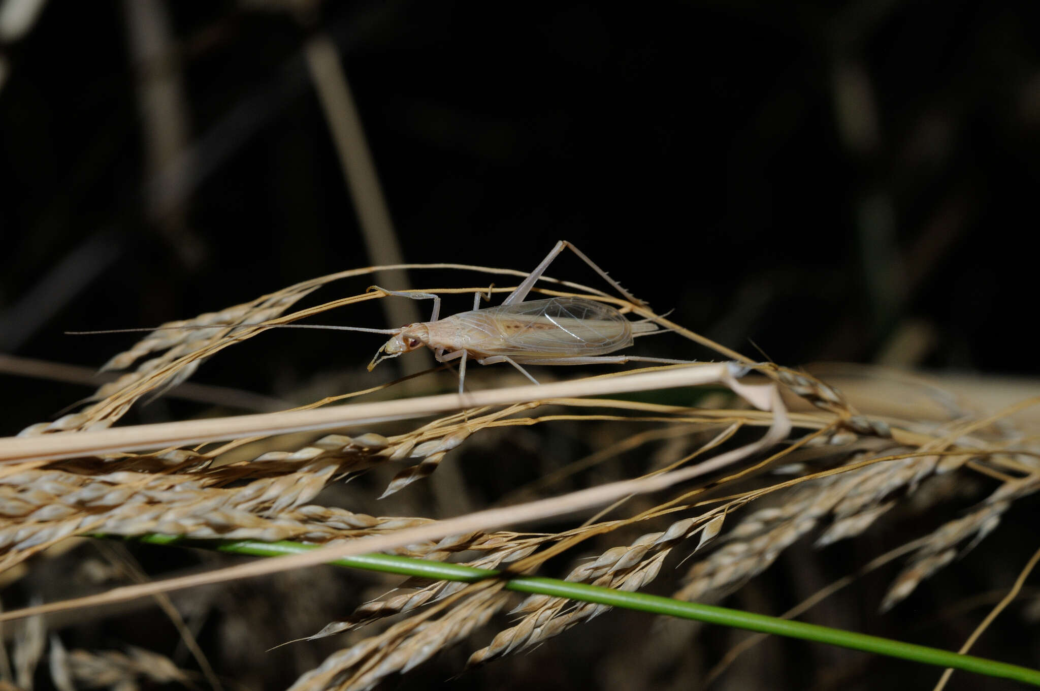 Image of Oecanthus dulcisonans Gorochov 1993