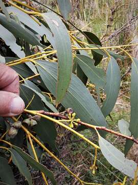 Plancia ëd Eucalyptus pauciflora subsp. pauciflora