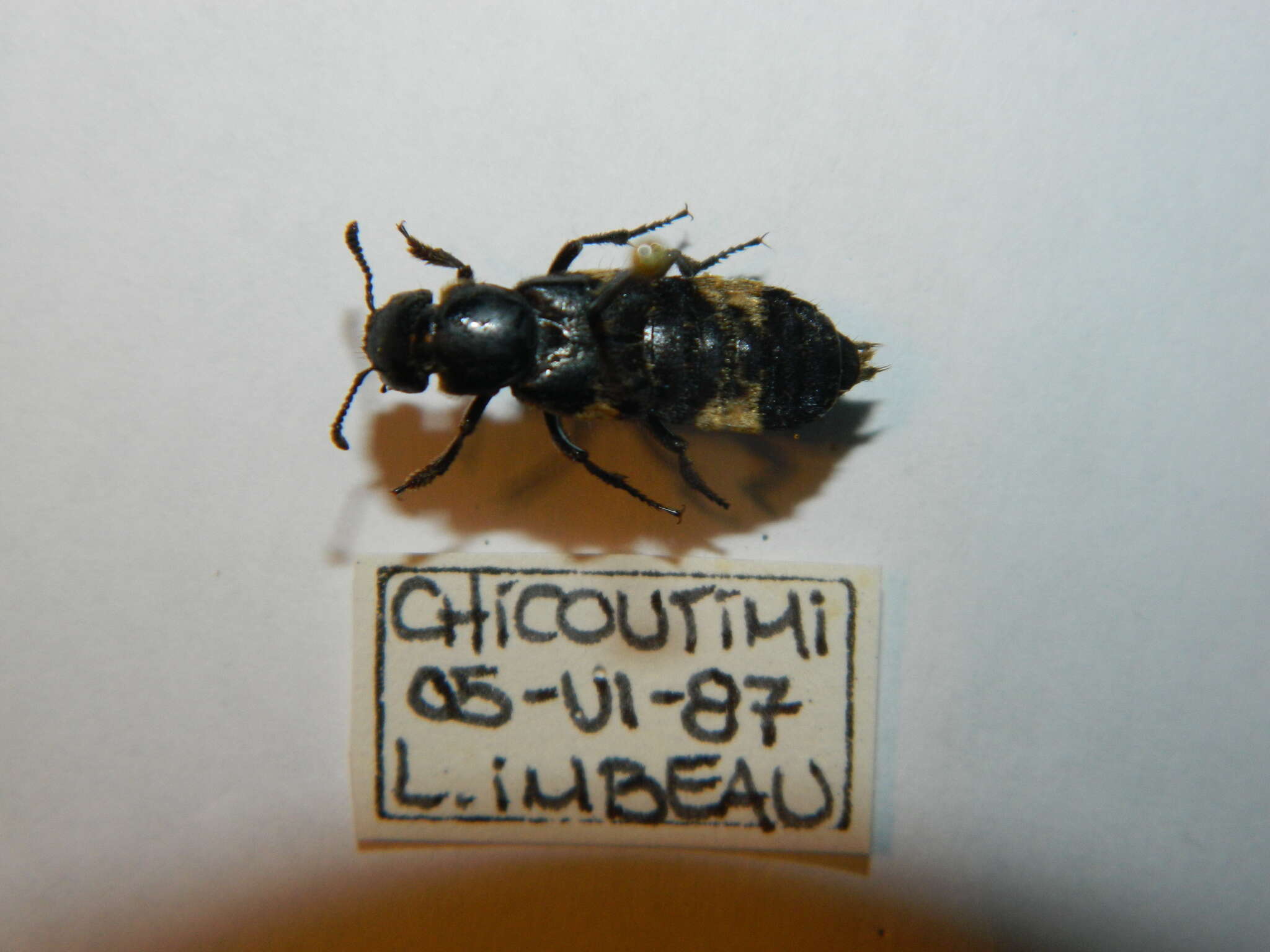 Image of Hairy Rove Beetle