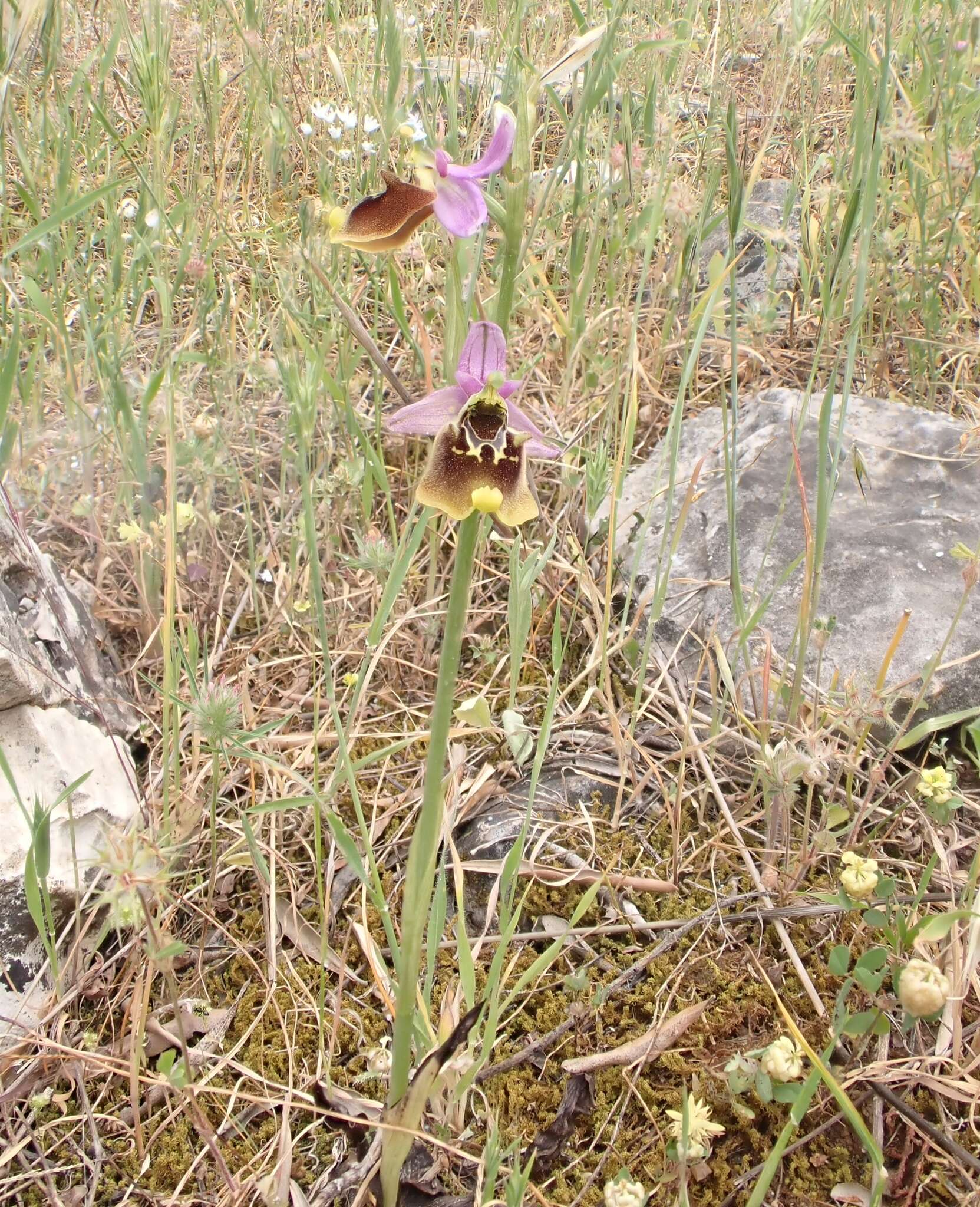 Image of Ophrys fuciflora subsp. oblita (Kreutz, Gügel & W. Hahn) Faurh., H. A. Pedersen & S. G. Christ.