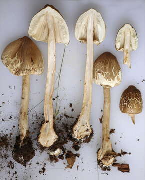 Image of Macrolepiota excoriata (Schaeff.) Wasser 1978