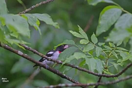 Image of Rose-breasted Grosbeak