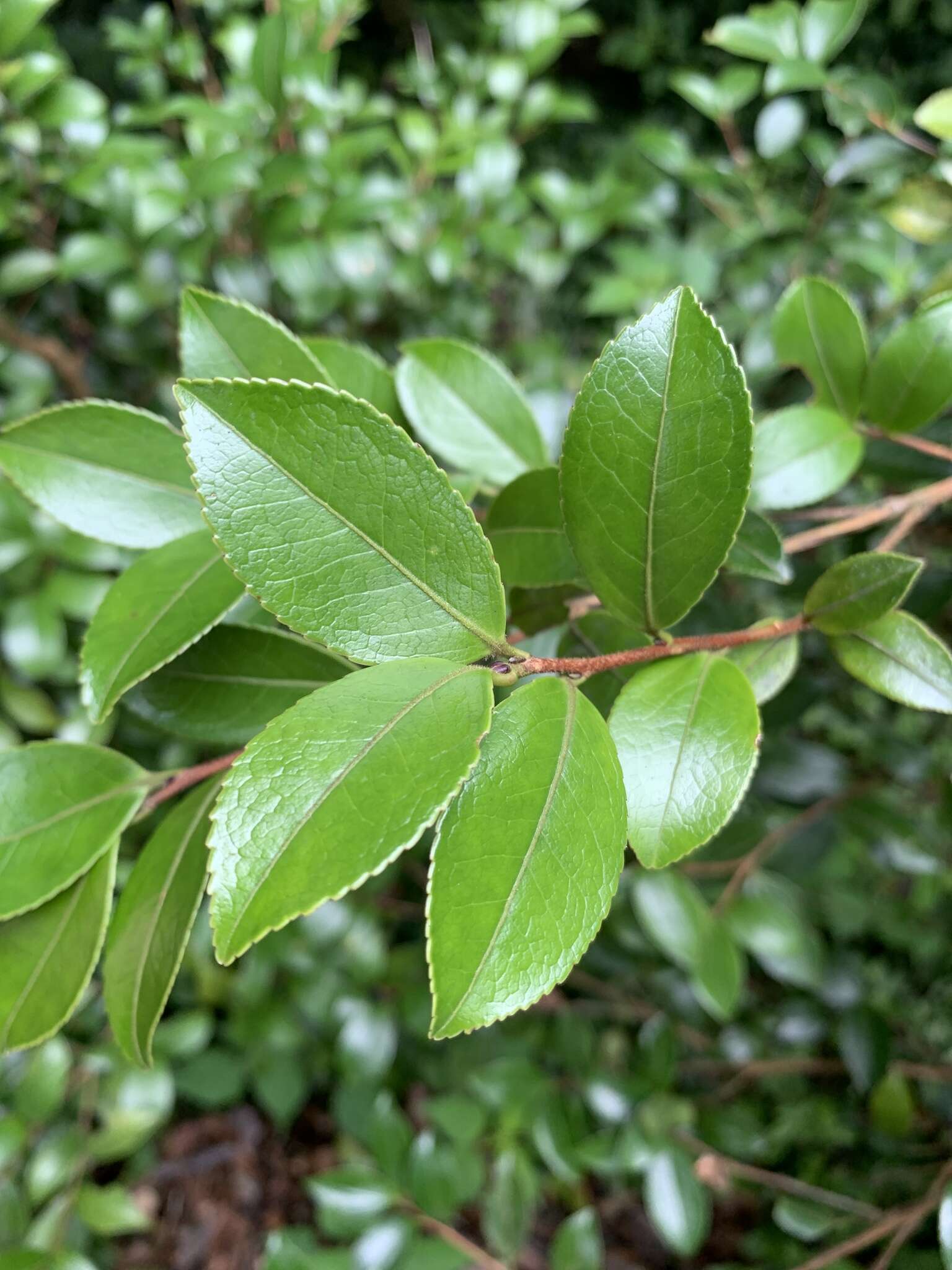 Image of Camellia brevistyla (Hayata) Cohen-Stuart