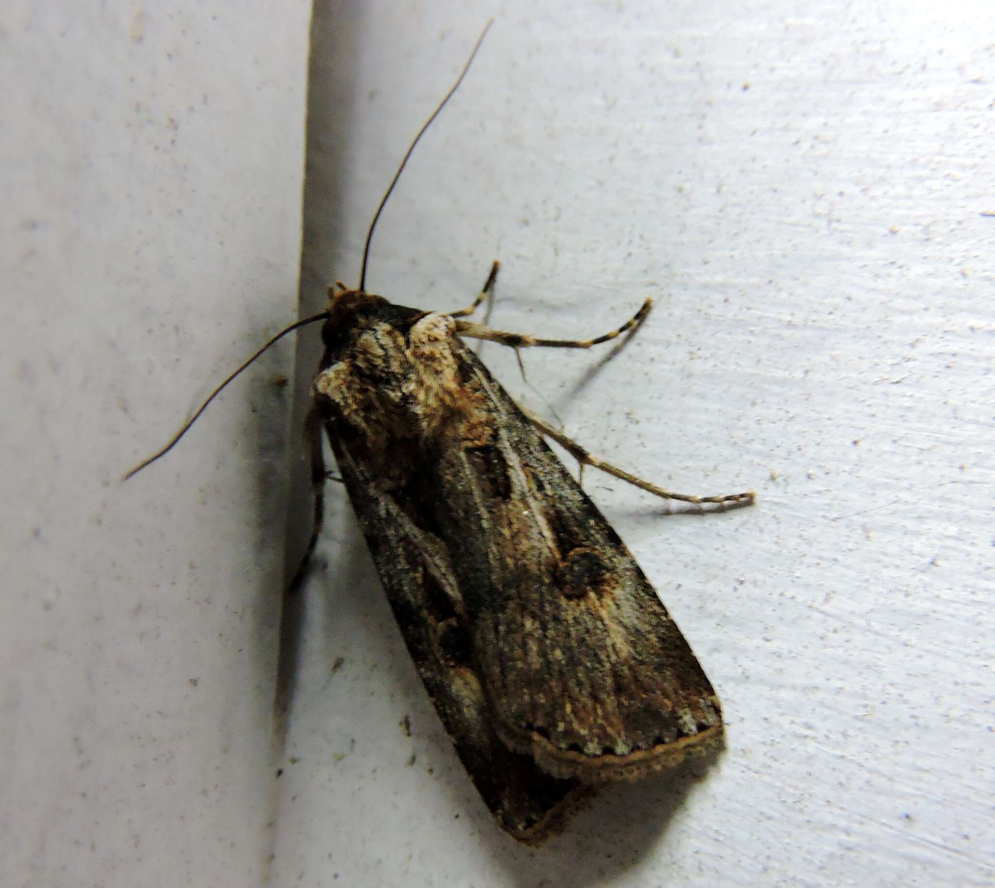 Image of Agrotis munda Walker 1856