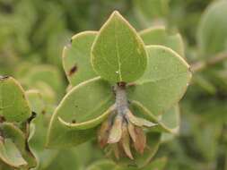 Plancia ëd Arctostaphylos pechoensis (Abrams) Dudley