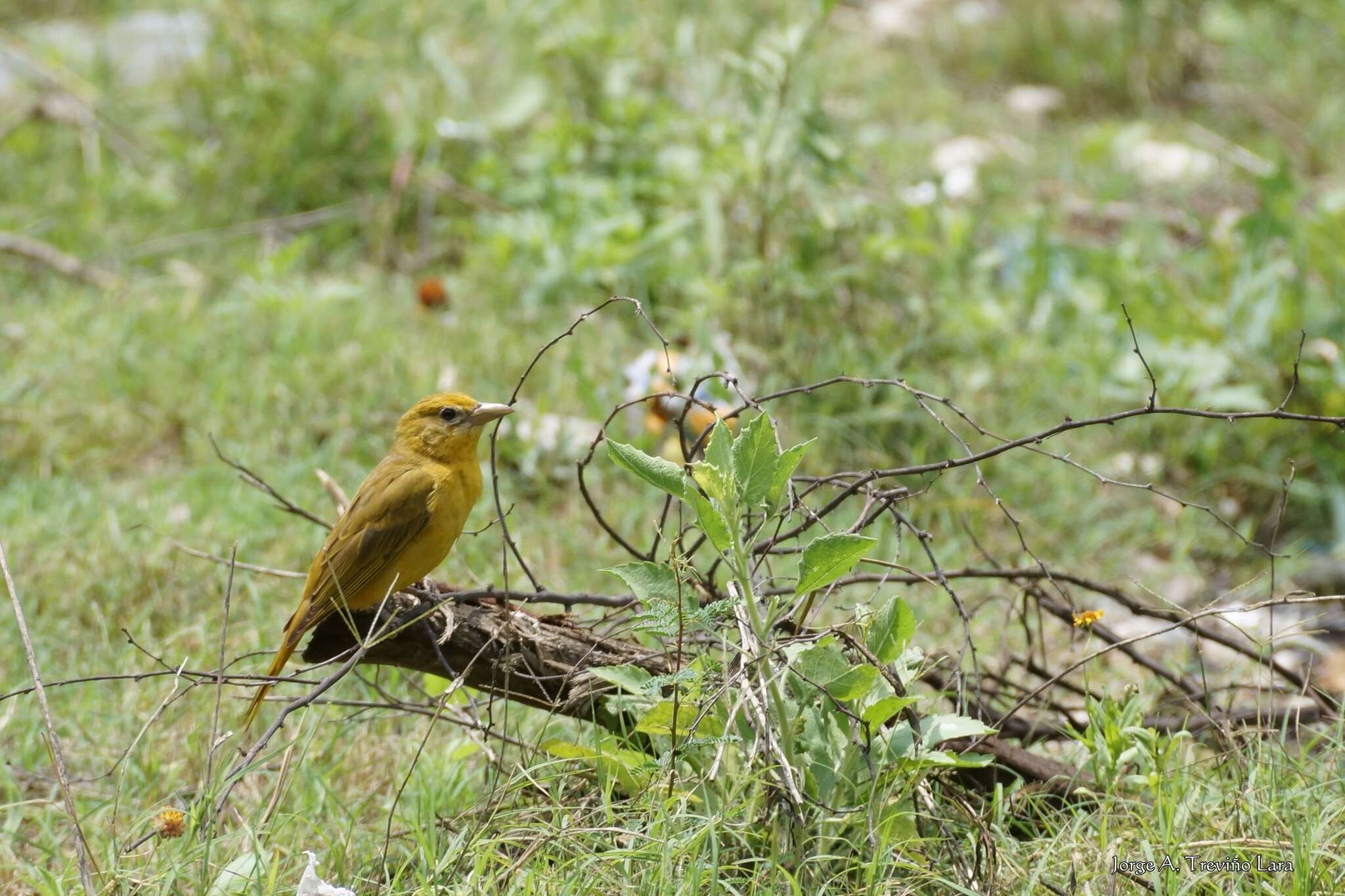 Image of Summer Tanager