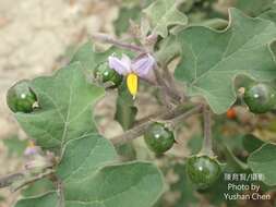 Image of Solanum violaceum Ortega