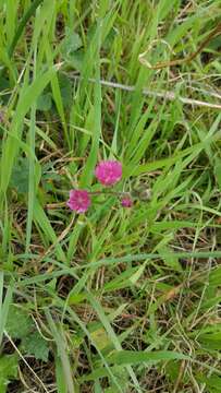 Image of dwarf checkerbloom