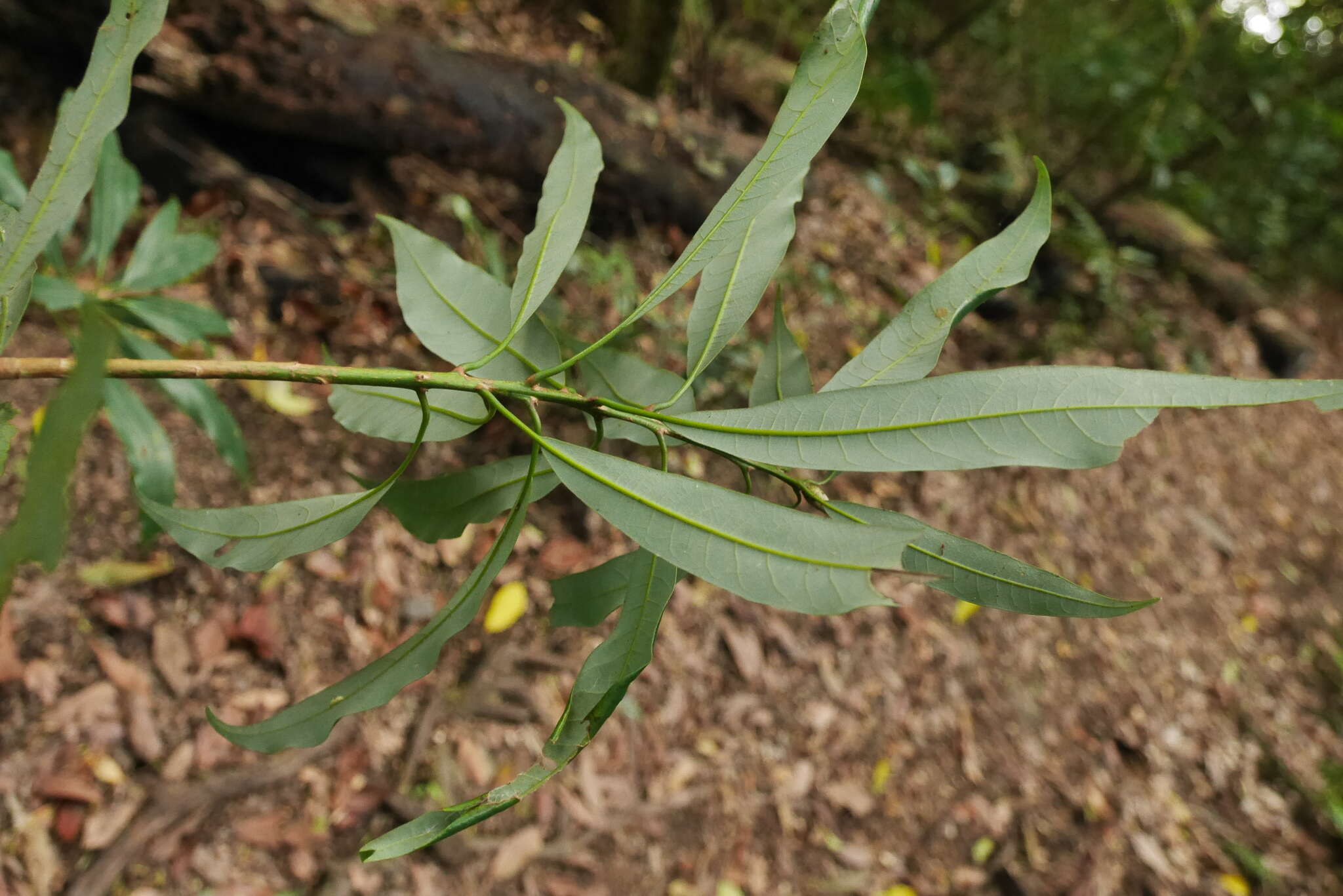 Image of Machilus japonica Sieb. & Zucc.