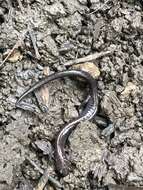 Image of Northern Ravine Salamander