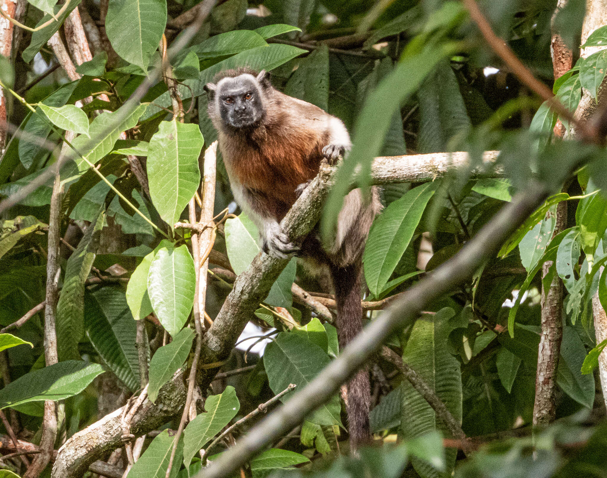 Image of Silvery-brown Bare-face Tamarin
