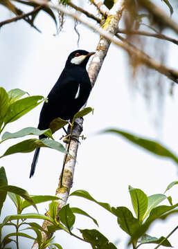 Image of Black Solitaire