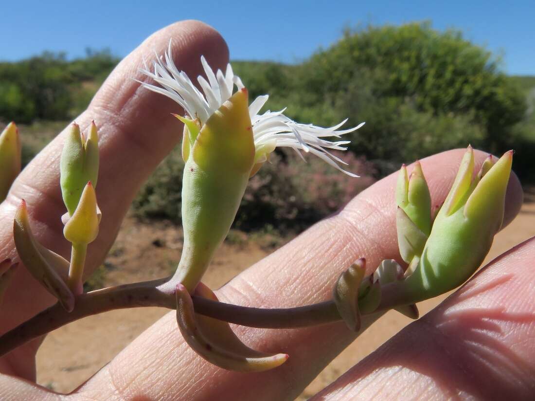 صورة Mesembryanthemum pallens subsp. namaquense (Gerbaulet) Klak