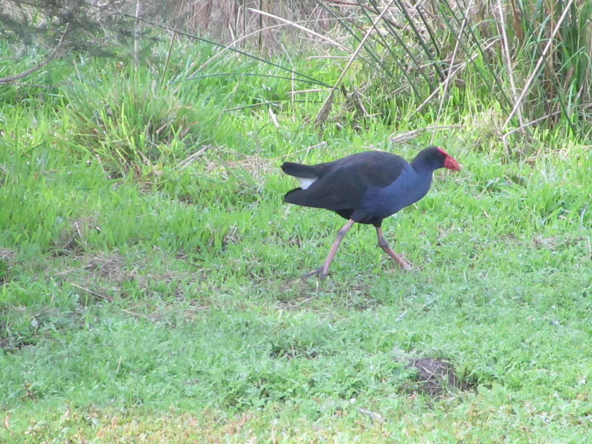 Image of Australasian Swamphen