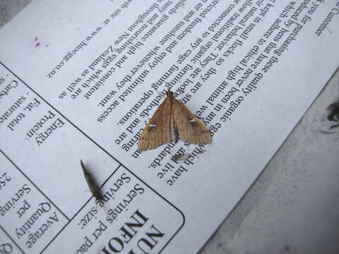 Image of Udea notata Butler
