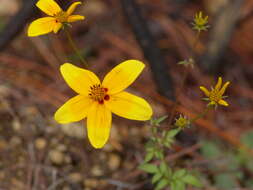 Image of Bidens bicolor Greenm.