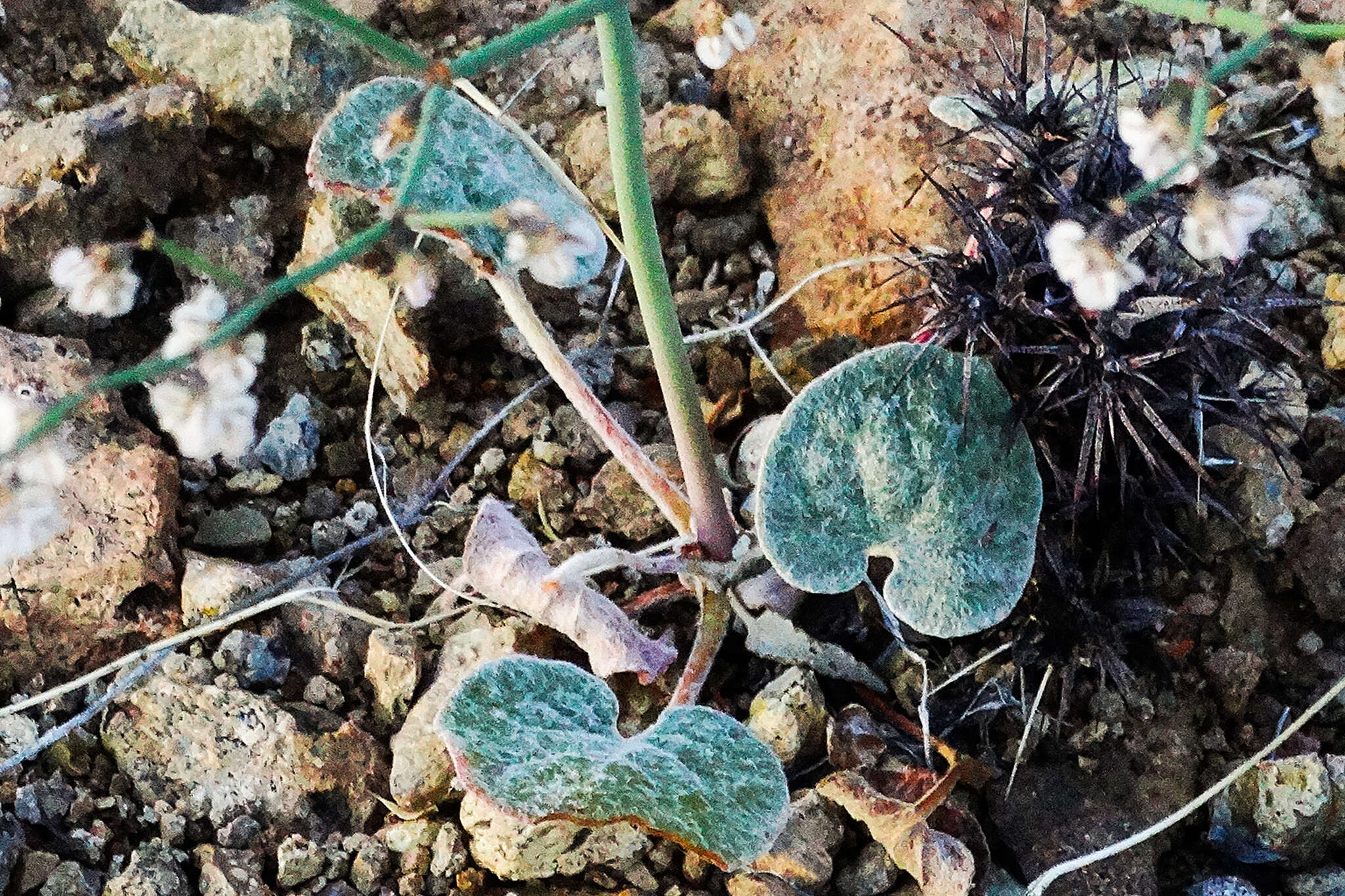 Eriogonum deflexum Torr. resmi