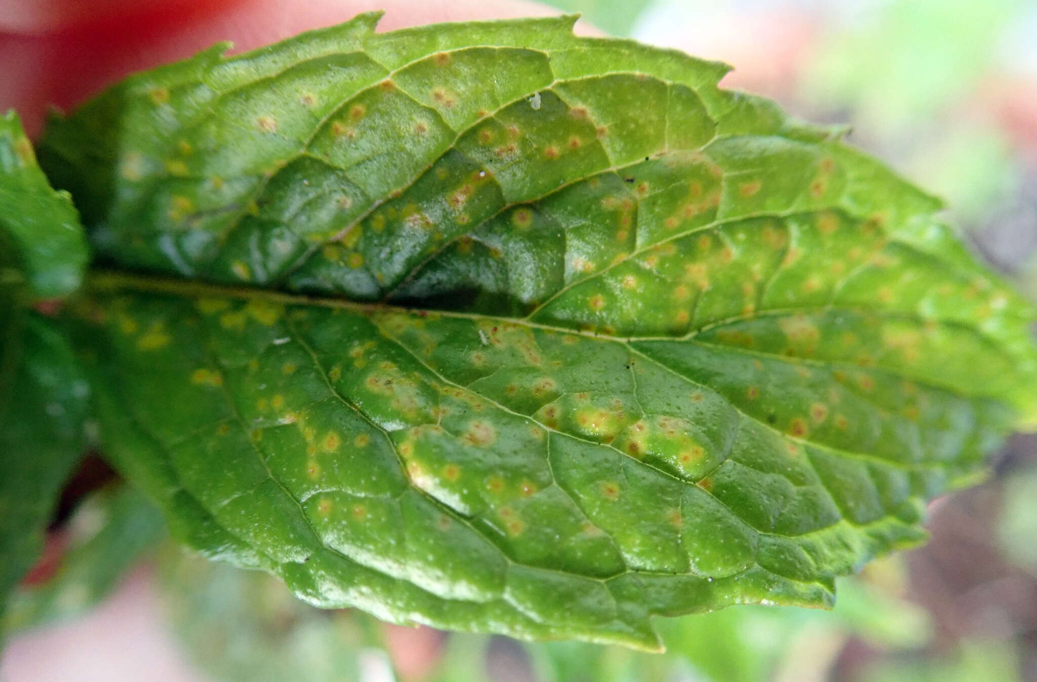 Image of Puccinia menthae Pers. 1801