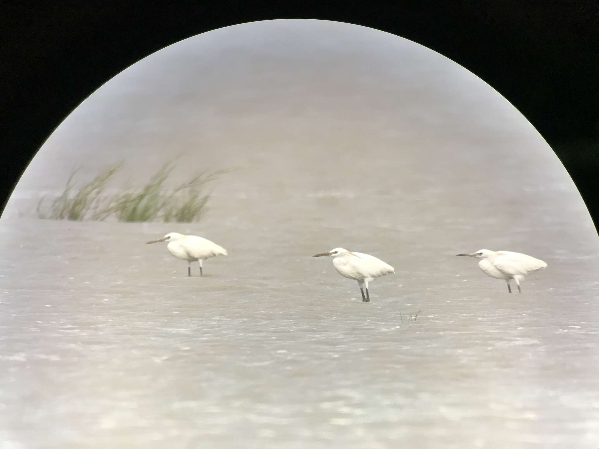 صورة Egretta eulophotes (Swinhoe 1860)