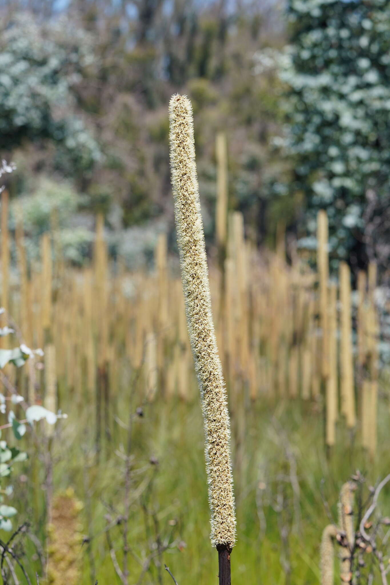 Image of Xanthorrhoea resinosa Pers.