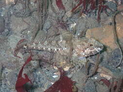 Image of Plumose sculpin