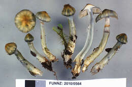 Image of Cortinarius aerugineoconicus E. Horak 1990