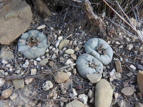 Image of lophophora