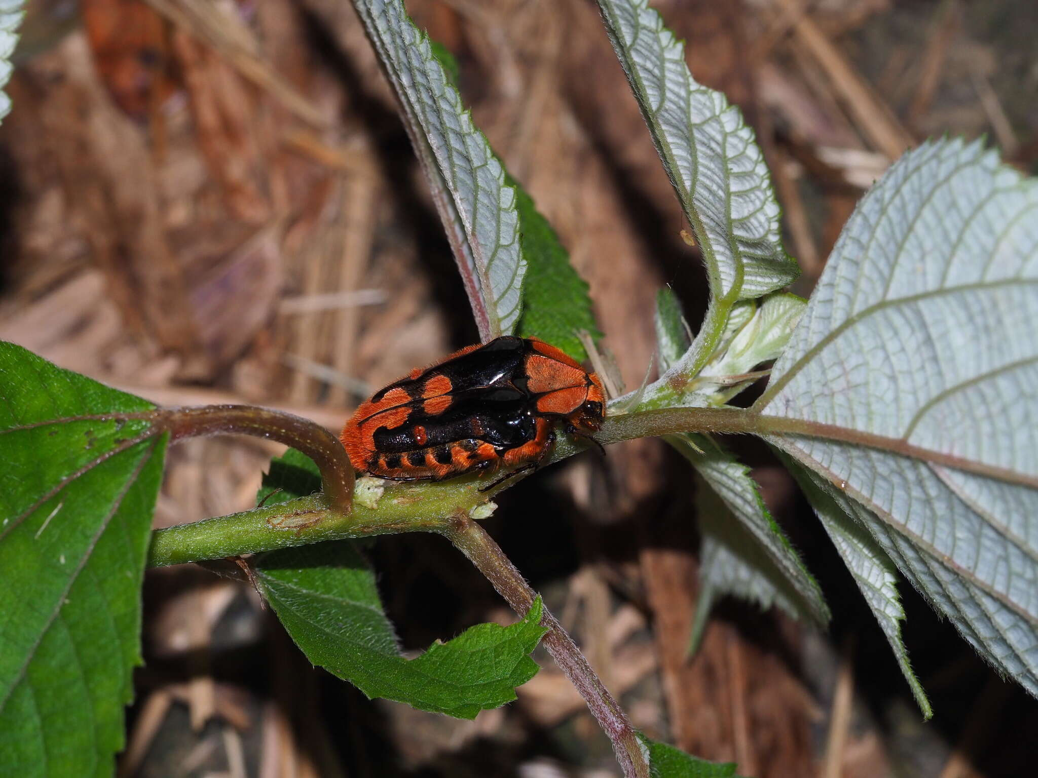 Image of Coilodera formosana (Moser 1910)