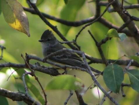 Image of Northern Scrub Flycatcher