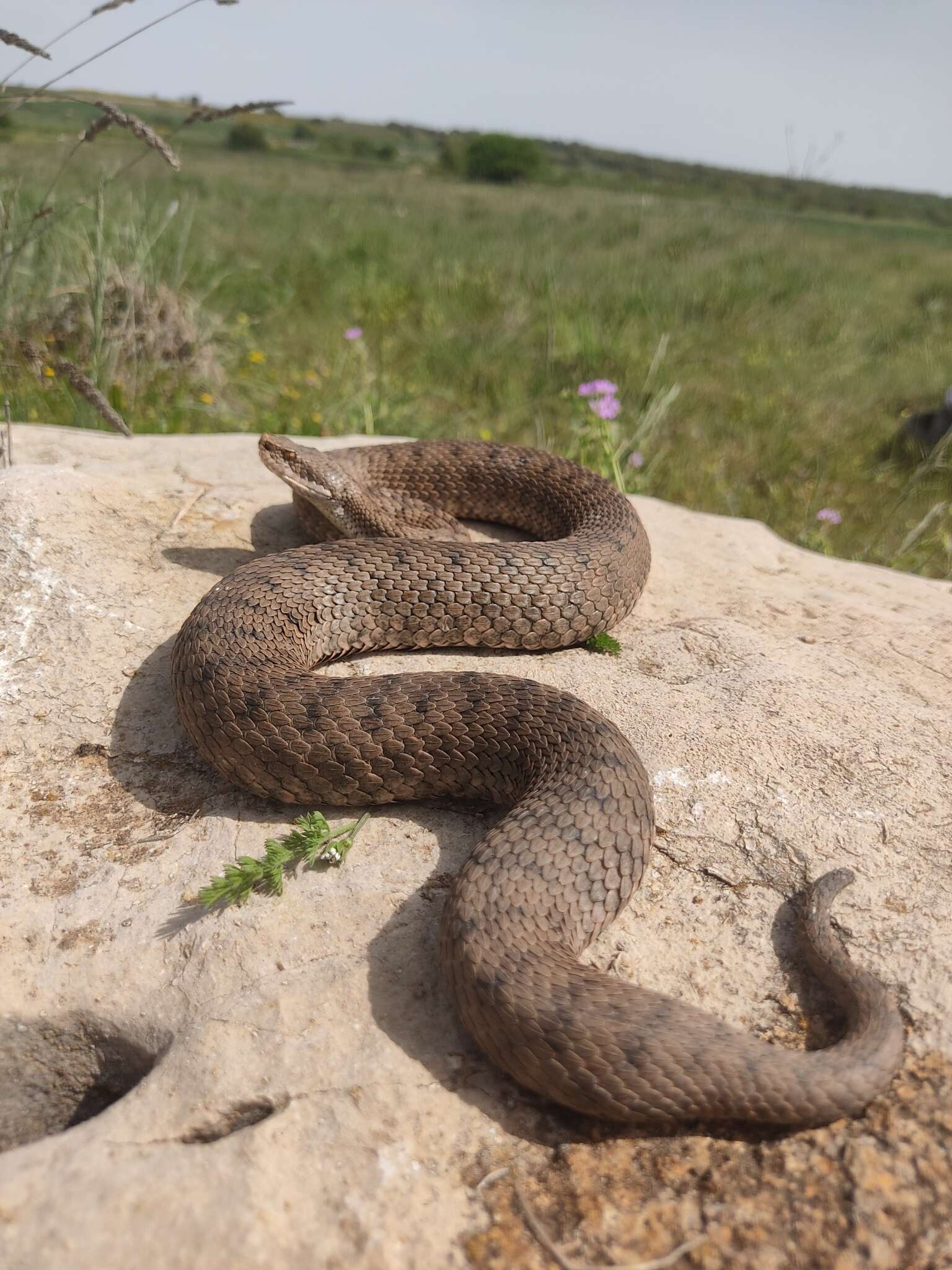 صورة Vipera aspis zinnikeri Kramer 1958