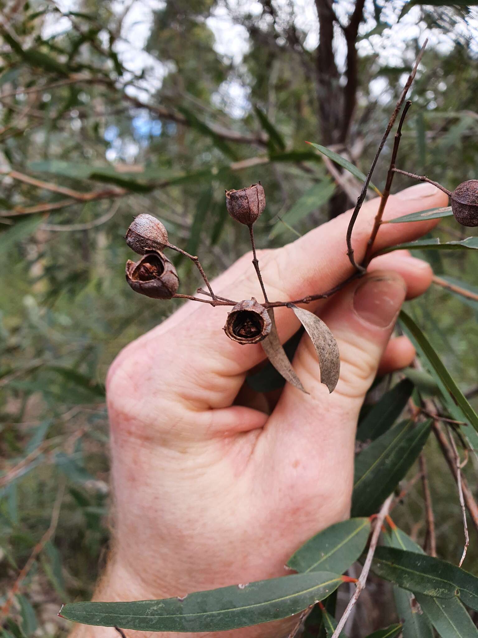 Image of Angophora bakeri E. C. Hall