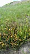 Image of Hermannia procumbens subsp. procumbens