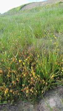 Image of Hermannia procumbens Cav.