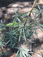 Plancia ëd Lupinus angustiflorus Eastw.