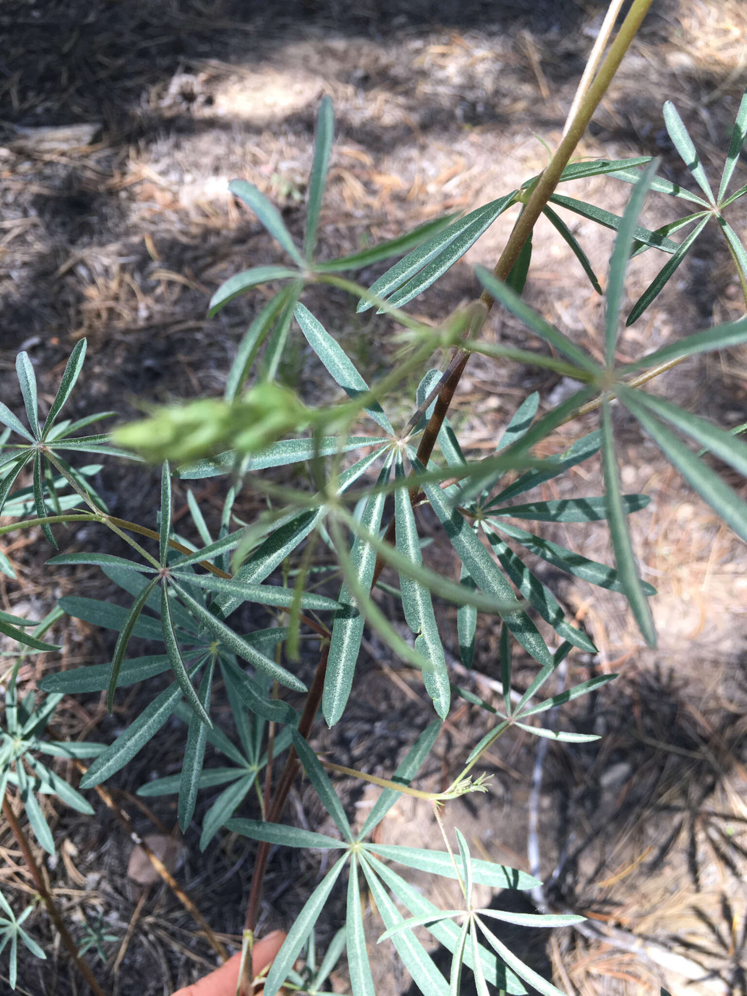 Image of narrowflower lupine