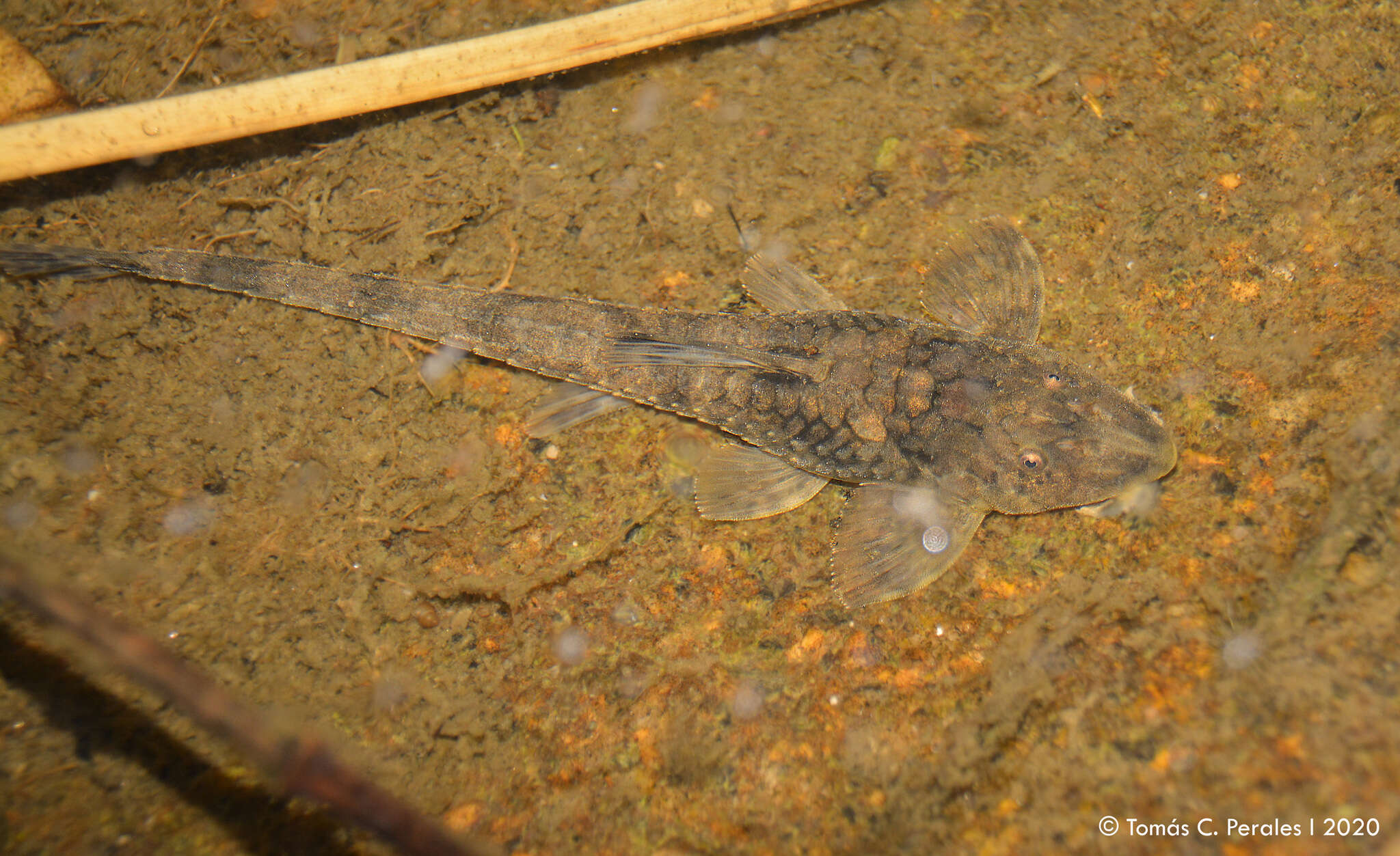 Rineloricaria catamarcensis (Berg 1895) resmi