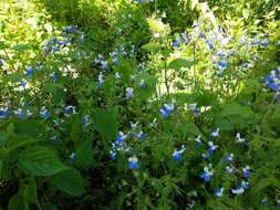 Image of spring blue eyed Mary